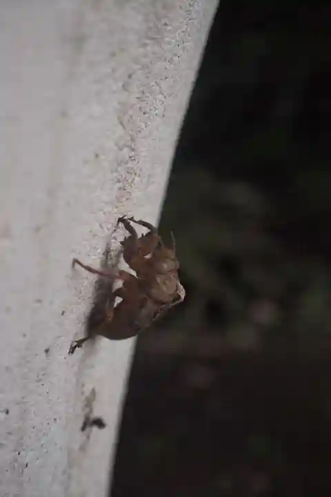 洲崎神社の動物