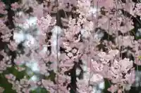 豊景神社の自然