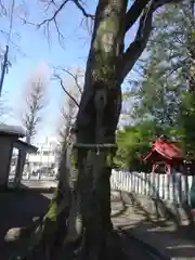 新田稲荷神社の自然