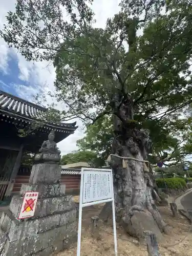 與田寺(香川県)