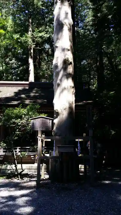 諏訪大社下社春宮の自然