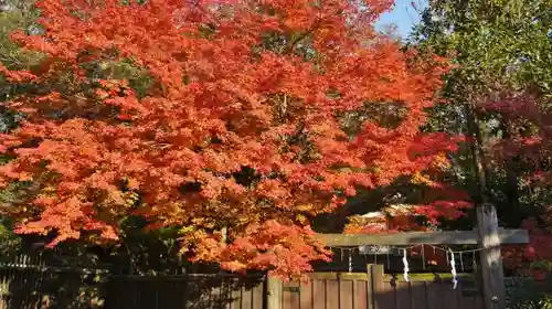 賀茂御祖神社（下鴨神社）の自然