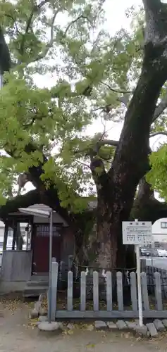 伯光神社の自然