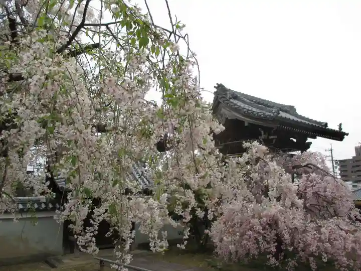 上品蓮台寺の自然