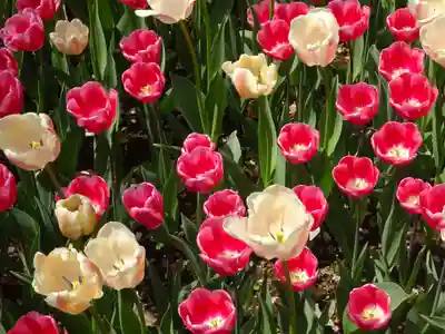 天王山 安楽寺の自然
