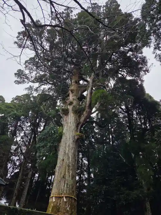 霧島神宮(鹿児島県)