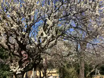 碑文谷八幡宮の{uncategorized: "未分類", other: "その他", undefined: "問題あり", building: "その他建物", grave: "お墓", sacred_gate: "鳥居", guardian: "狛犬", statue: "像", buddha: "仏像", history: "歴史", nature: "自然", garden: "庭園", animal: "動物", pagoda: "塔", temizu: "手水舎", mountain_gate: "山門・神門", sanctuary: "本殿・本堂", subordinate: "末社・摂社", art: "芸術", scenery: "景色", jizo: "地蔵", ema: "絵馬", goshuin: "御朱印", omikuji: "おみくじ", items: "授与品その他", amulet: "お守り", goshuincho: "御朱印帳", eats: "食事", festival: "お祭り", votive_dance: "神楽", shichigosan: "七五三参", wedding: "結婚式", experience: "体験その他", initially: "初詣", around: "周辺", anti_infection: "感染症対策"}