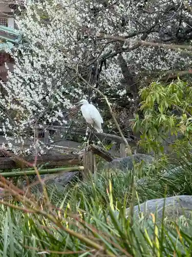 湯島天満宮の{uncategorized: "未分類", other: "その他", undefined: "問題あり", building: "その他建物", grave: "お墓", sacred_gate: "鳥居", guardian: "狛犬", statue: "像", buddha: "仏像", history: "歴史", nature: "自然", garden: "庭園", animal: "動物", pagoda: "塔", temizu: "手水舎", mountain_gate: "山門・神門", sanctuary: "本殿・本堂", subordinate: "末社・摂社", art: "芸術", scenery: "景色", jizo: "地蔵", ema: "絵馬", goshuin: "御朱印", omikuji: "おみくじ", items: "授与品その他", amulet: "お守り", goshuincho: "御朱印帳", eats: "食事", festival: "お祭り", votive_dance: "神楽", shichigosan: "七五三参", wedding: "結婚式", experience: "体験その他", initially: "初詣", around: "周辺", anti_infection: "感染症対策"}