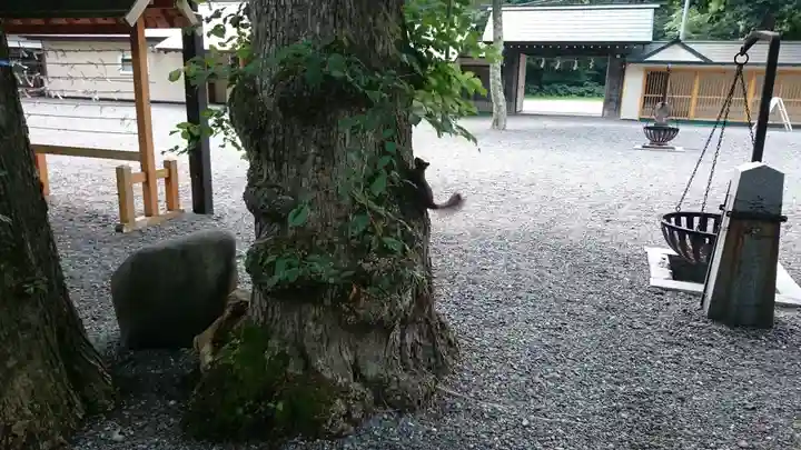 千歳神社の動物