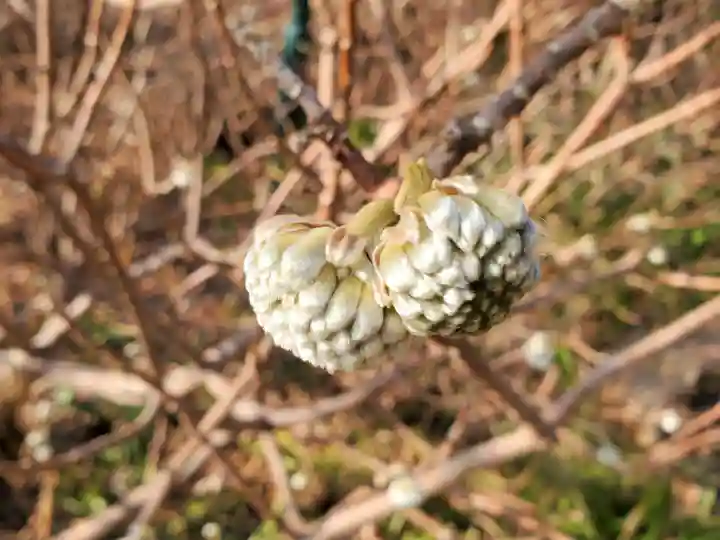 忉利天上寺の自然