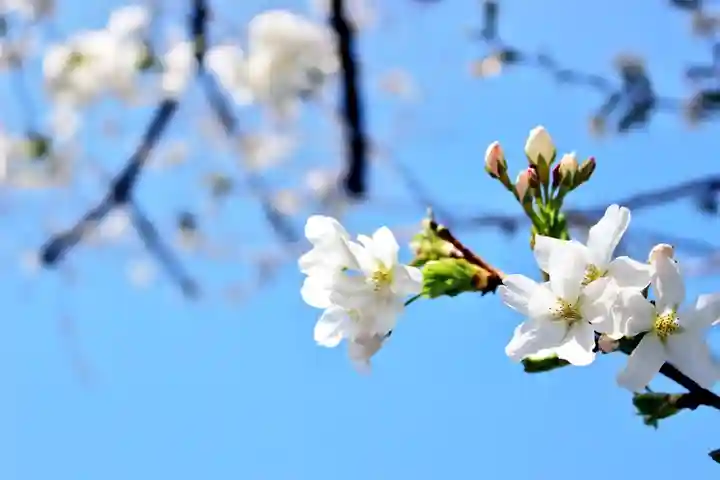 くまくま神社(導きの社 熊野町熊野神社)の自然