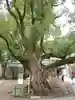 難波神社の自然
