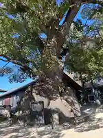 糸碕神社(広島県)