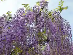 亀戸天神社の自然