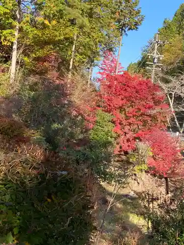 萬勝寺（飯高観音）の自然