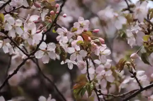 赤津稲荷神社の自然