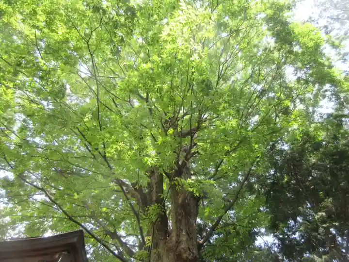 上粕屋神社(神奈川県)