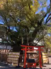 富知六所浅間神社の自然