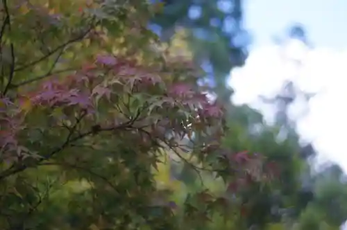 御霊神社（上御霊神社）(京都府)