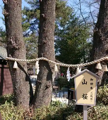 櫻木神社の自然