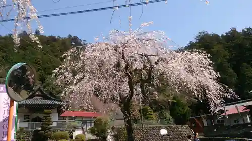 日蓮宗 総本山 塔頭 定林坊(じょうりんぼう)の自然