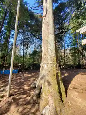 鹿島神社 本殿(栃木県)