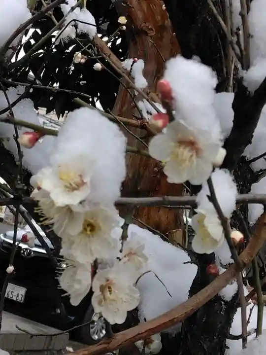 若宮八幡宮 (神奈川県)