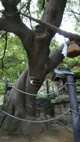 本牧神社の自然