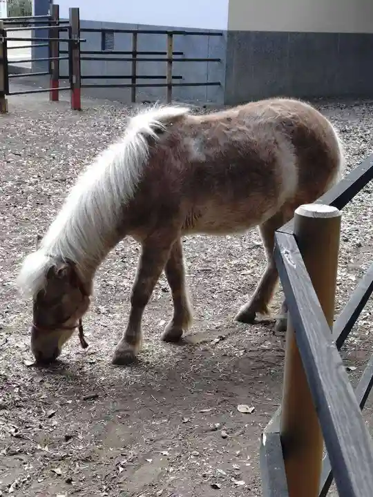 平塚八幡宮(神奈川県)