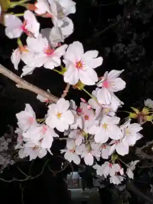 八坂神社(祇園さん)の{uncategorized: "未分類", other: "その他", undefined: "問題あり", building: "その他建物", grave: "お墓", sacred_gate: "鳥居", guardian: "狛犬", statue: "像", buddha: "仏像", history: "歴史", nature: "自然", garden: "庭園", animal: "動物", pagoda: "塔", temizu: "手水舎", mountain_gate: "山門・神門", sanctuary: "本殿・本堂", subordinate: "末社・摂社", art: "芸術", scenery: "景色", jizo: "地蔵", ema: "絵馬", goshuin: "御朱印", omikuji: "おみくじ", items: "授与品その他", amulet: "お守り", goshuincho: "御朱印帳", eats: "食事", festival: "お祭り", votive_dance: "神楽", shichigosan: "七五三参", wedding: "結婚式", experience: "体験その他", initially: "初詣", around: "周辺", anti_infection: "感染症対策"}