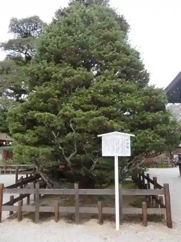 賀茂御祖神社（下鴨神社）の自然