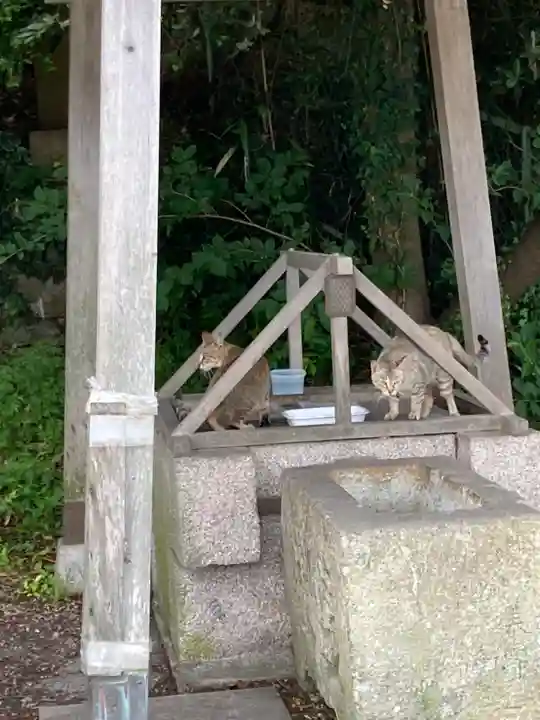 蛭子神社の動物