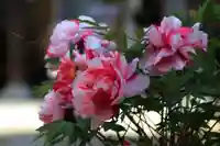 御嶽山神社の自然