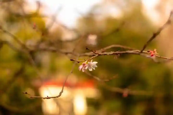 武蔵一宮氷川神社(埼玉県)