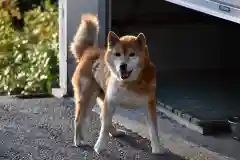 宝光寺の動物