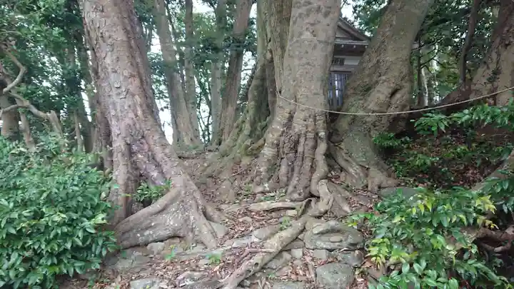 熊野神社(稲取)の自然