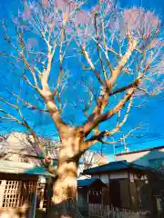 龍ケ崎八坂神社の自然