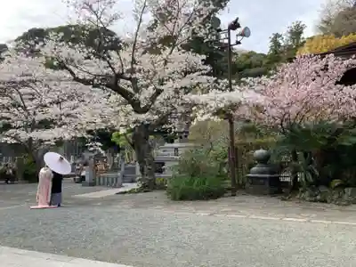 妙本寺(神奈川県)