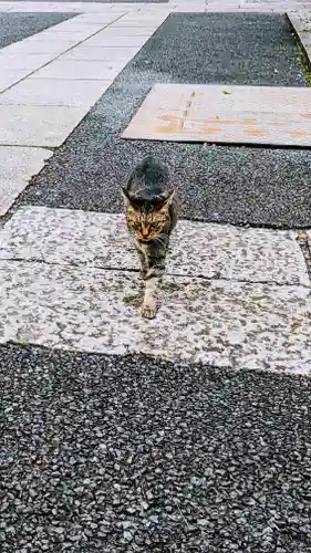 白金氷川神社の動物
