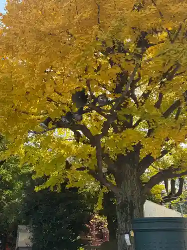 浅草神社(東京都)