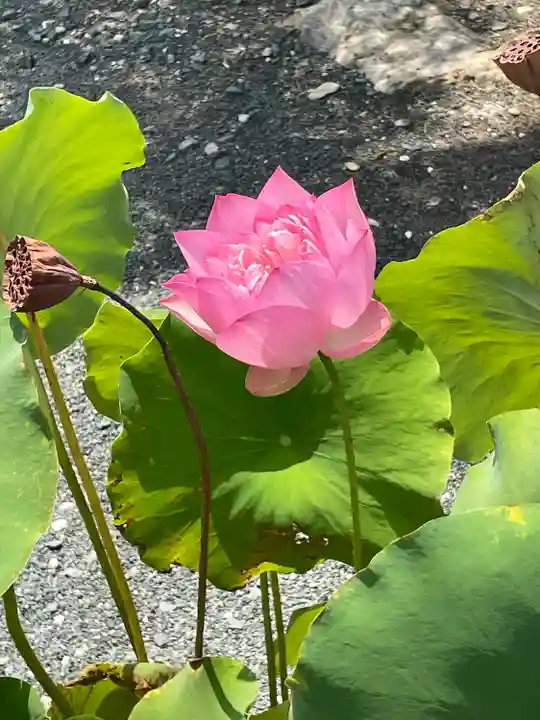 豊川閣 妙厳寺(愛知県)