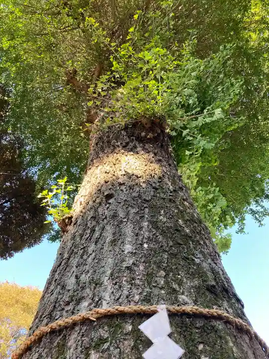 天縛皇神社の自然