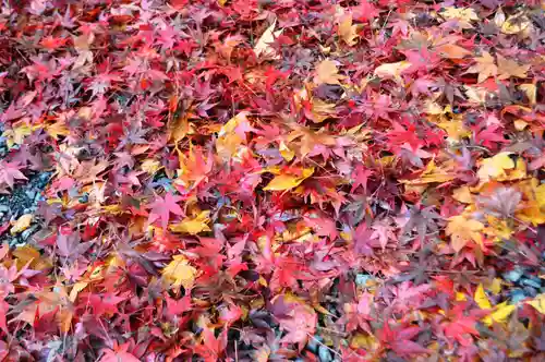 大矢田神社の自然