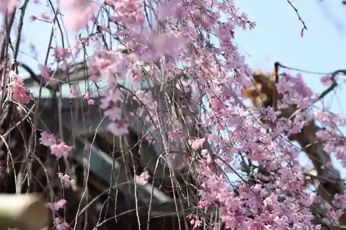 善龍寺(東京都)