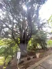 安房神社(千葉県)