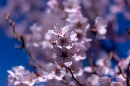 新城藤原神社(長野県)