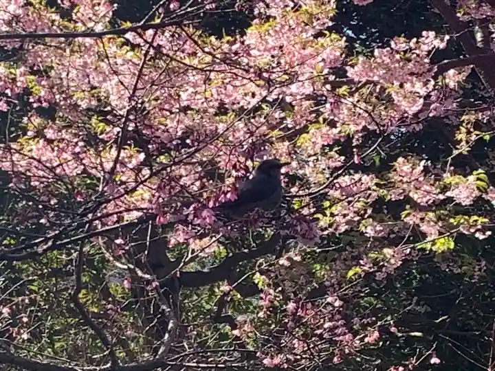 深大寺(東京都)