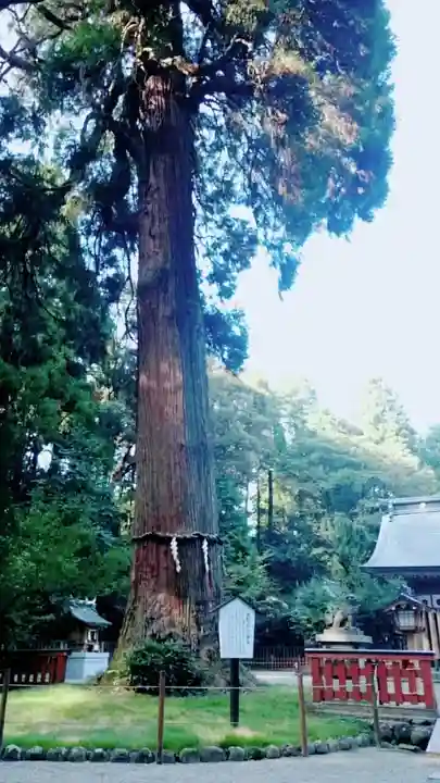狭野神社の自然
