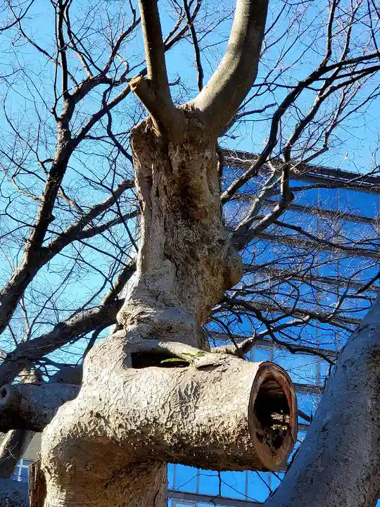 阿邪訶根神社の自然