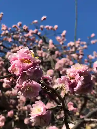 菊田神社の自然